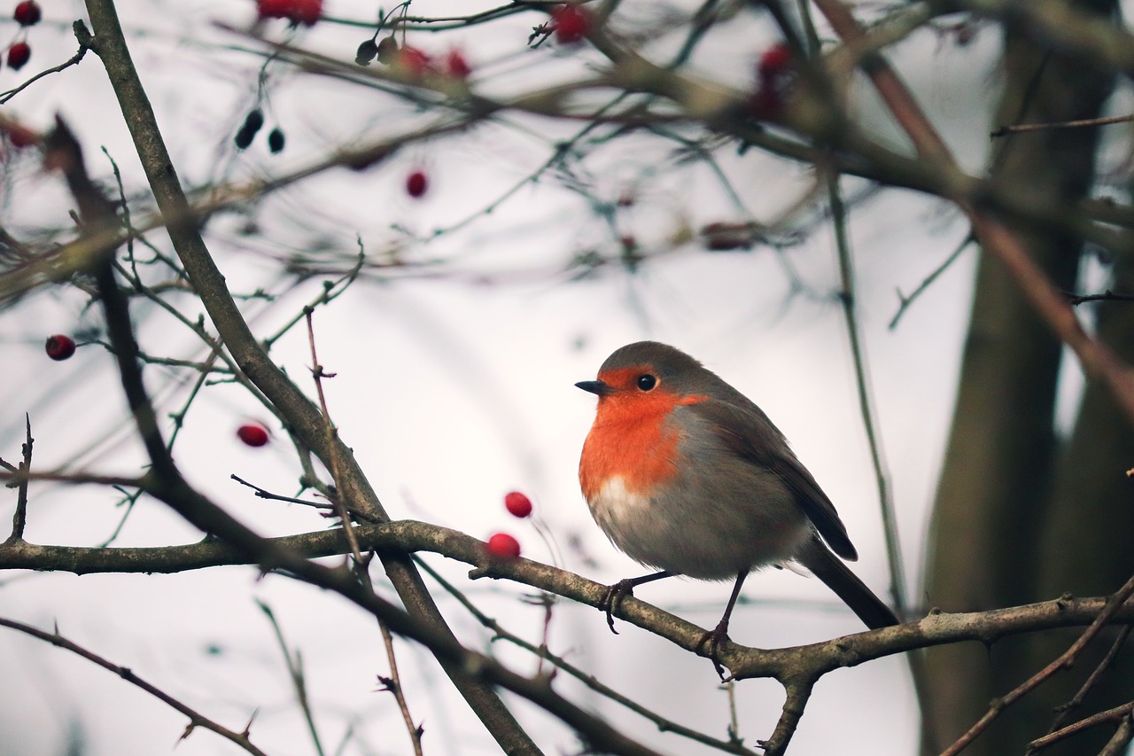 robin-3909627_1280.jpg