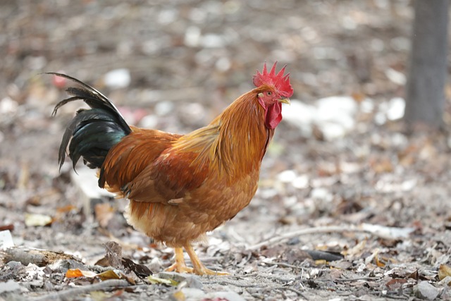 rooster