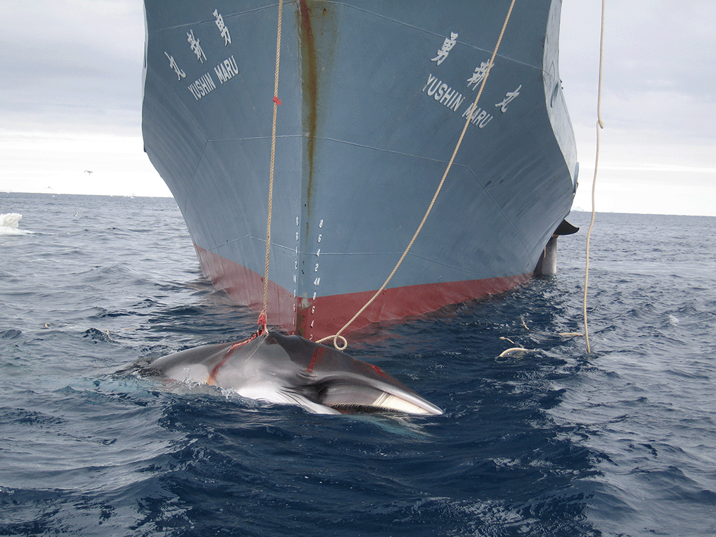 scpwhalehunting1