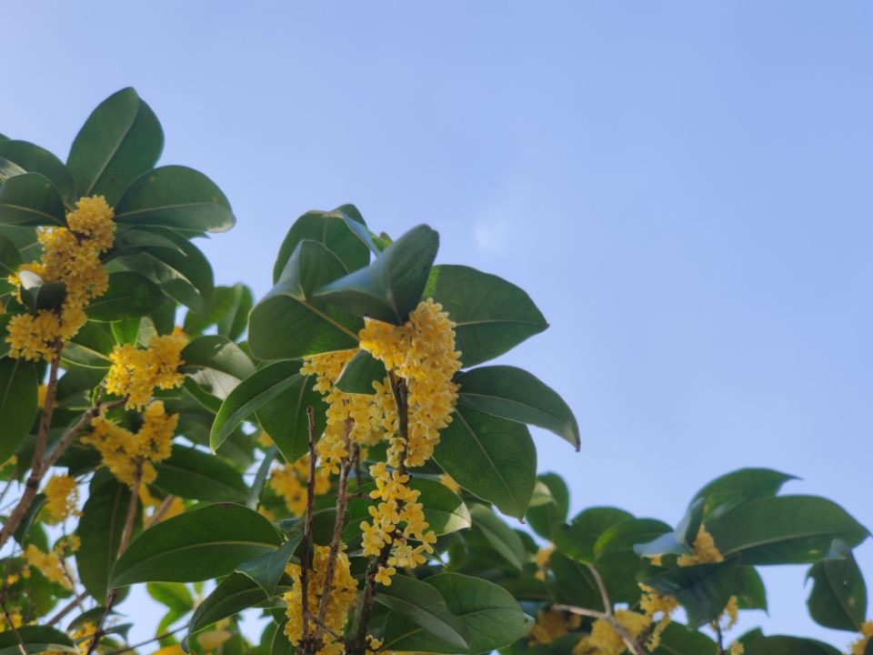 guihua