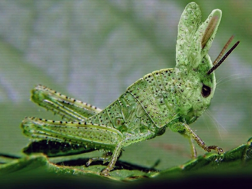 bug