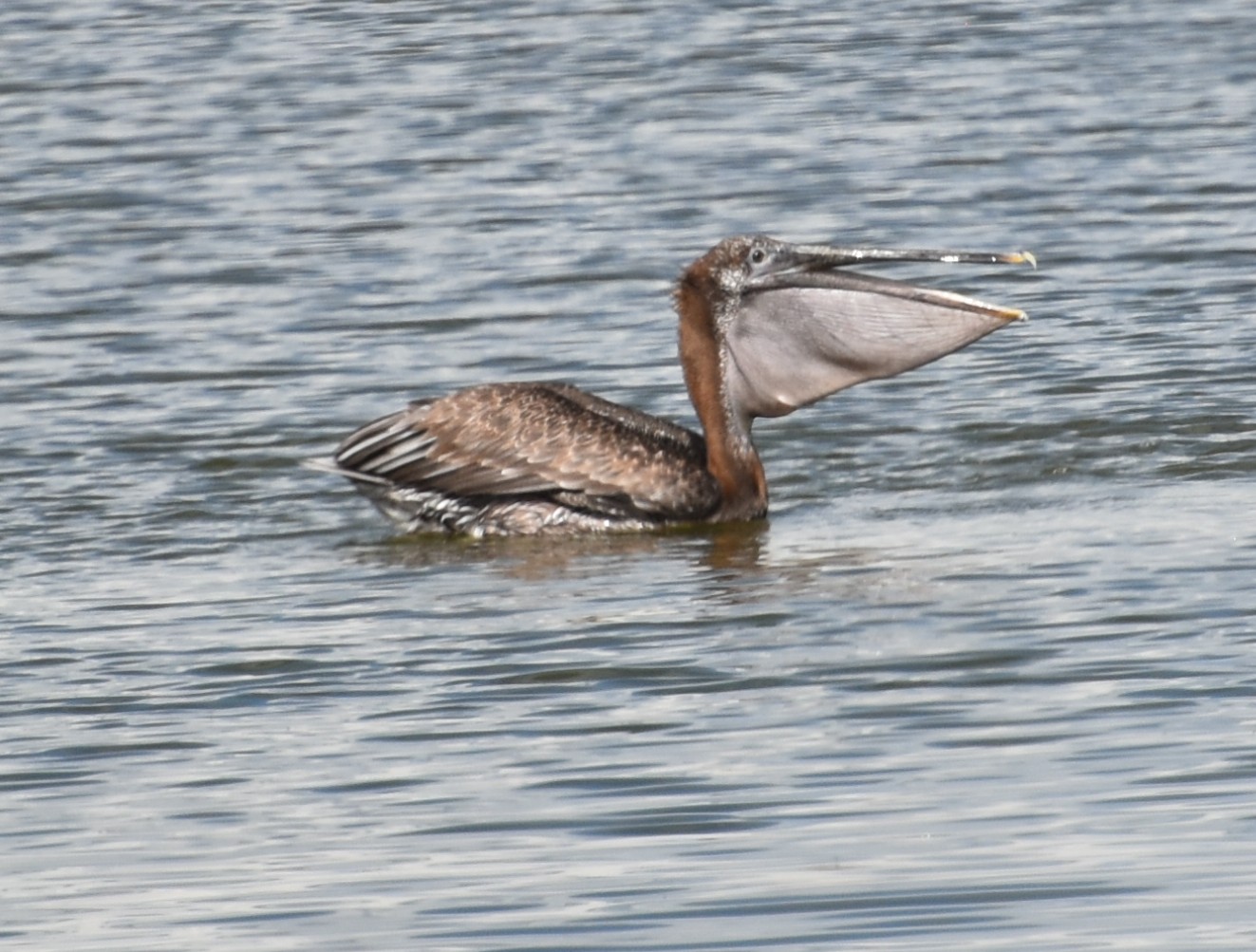 BrownPelican,Juvenile.JPG