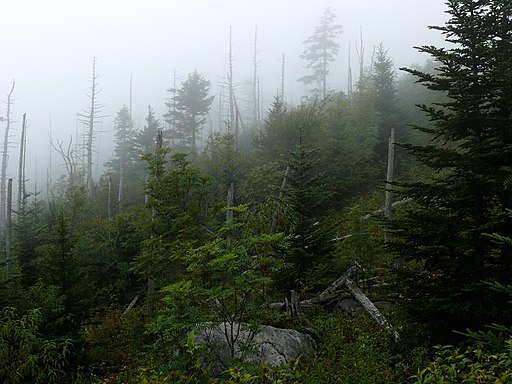 fog.jpg