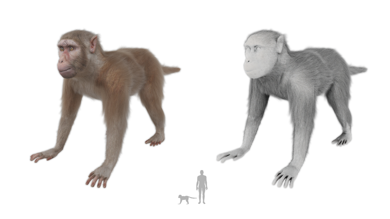 2952-Art-Monkey.jpg