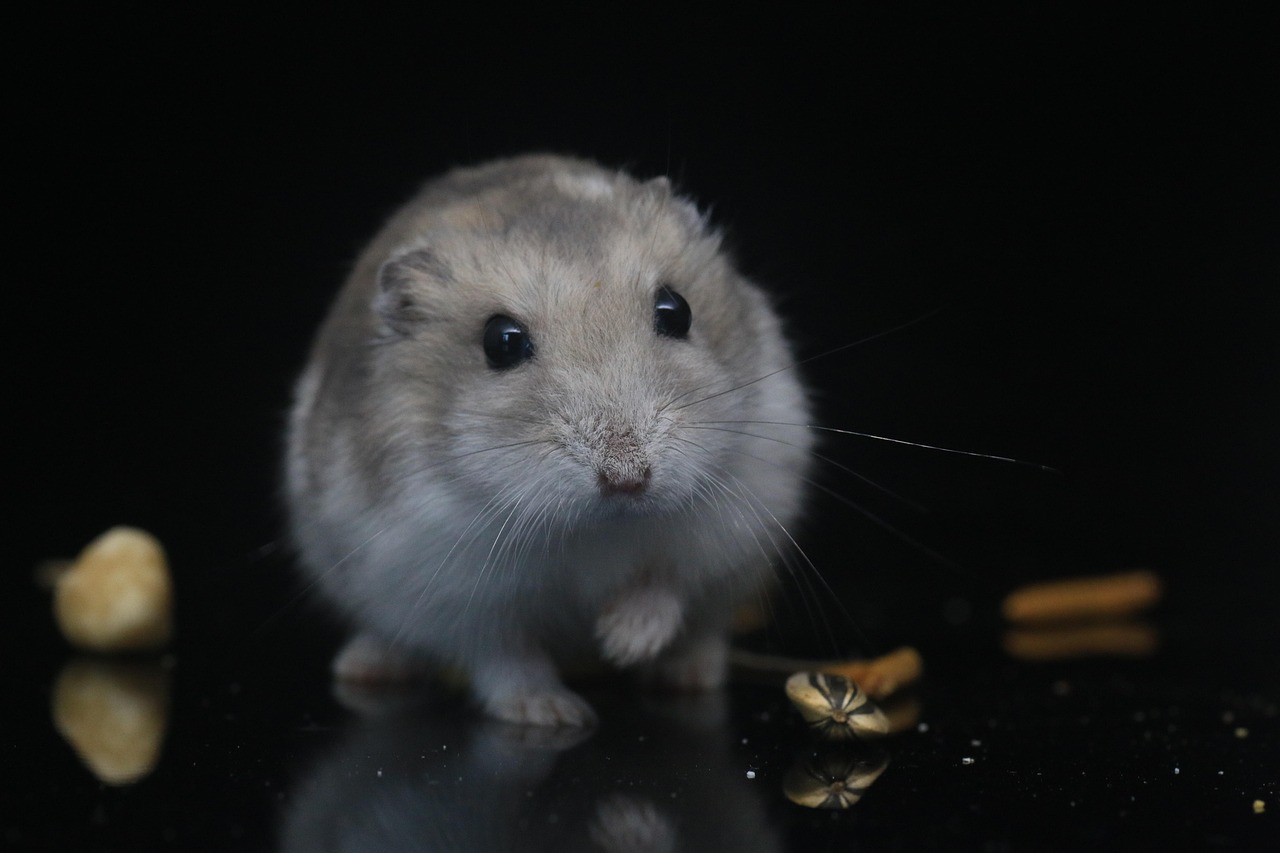 hamster-3528444_1280.jpg
