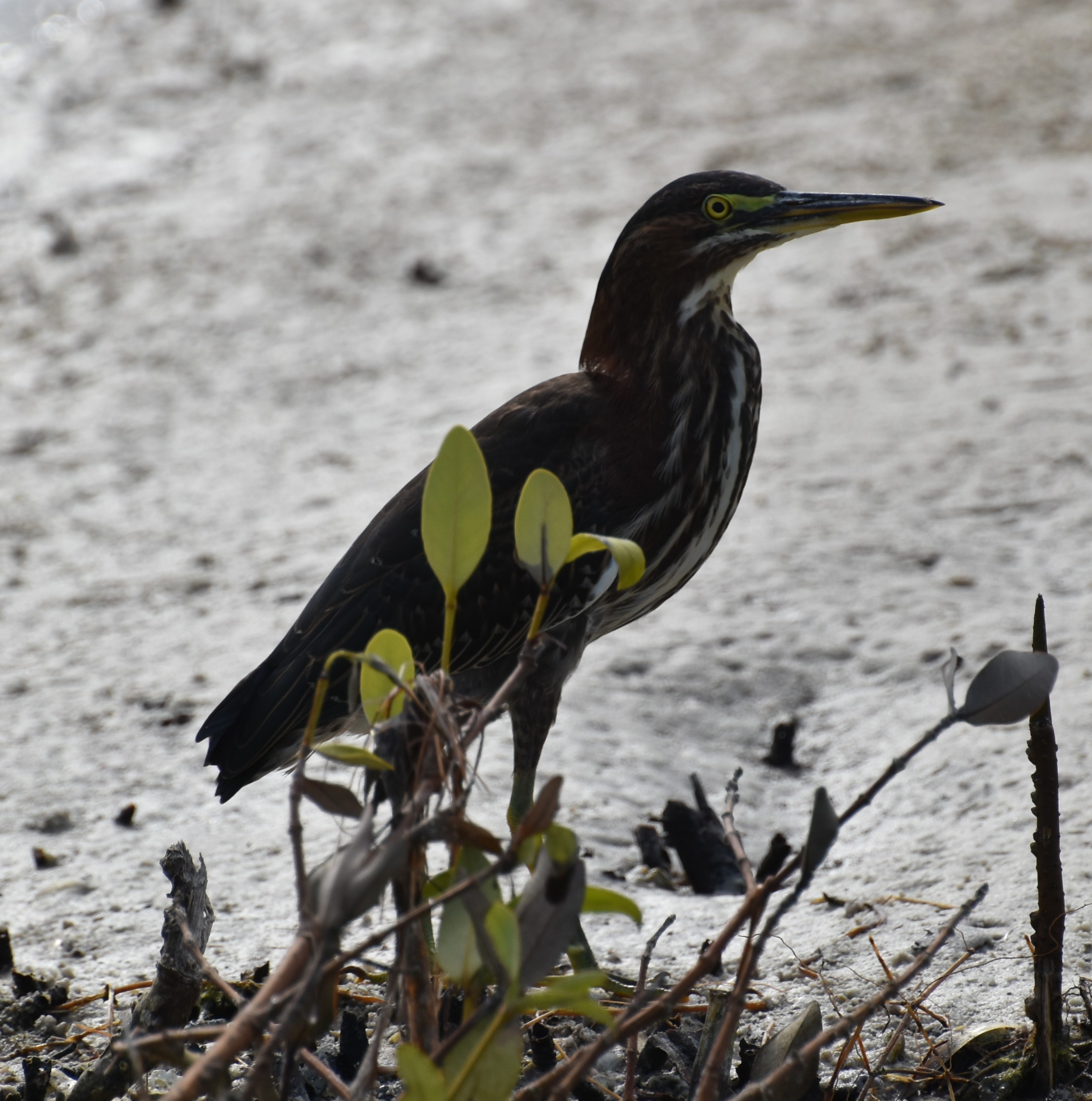 GreenHeron,Adult.JPG