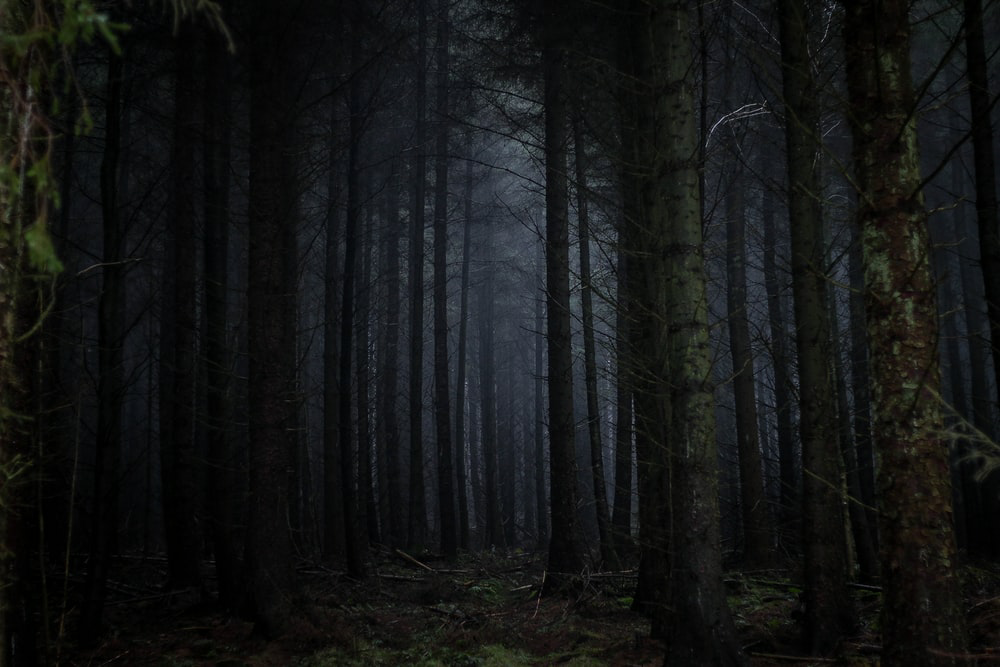 IMG-Darkwoods.png