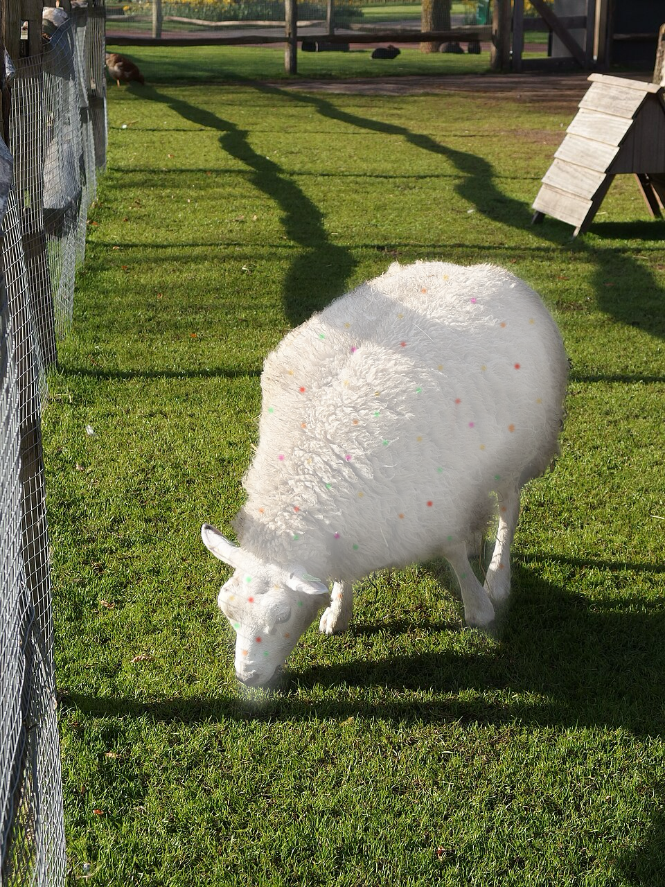 confettisheep.png