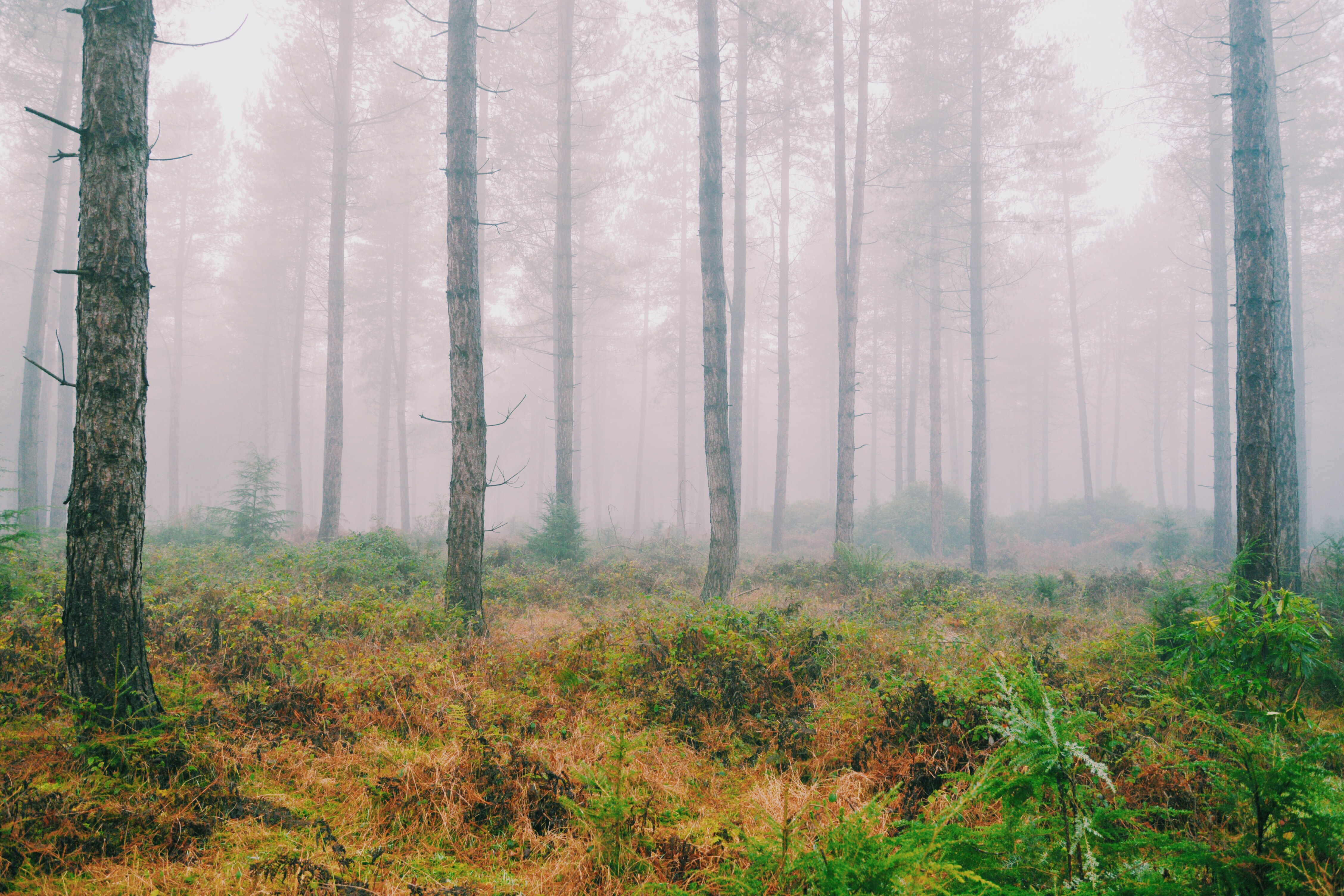 forest