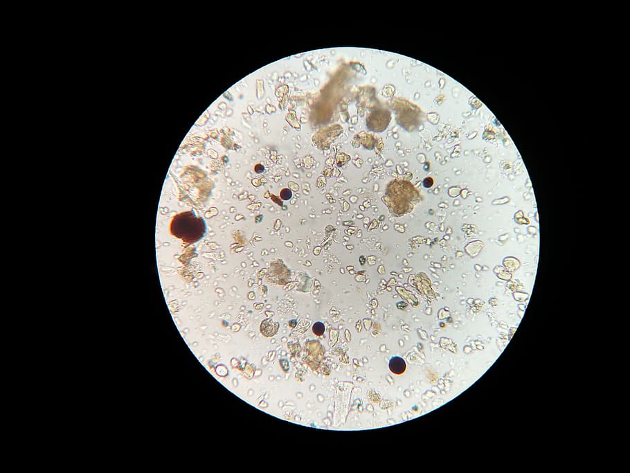 soil-microbes-microscope-soil-sample.jpg