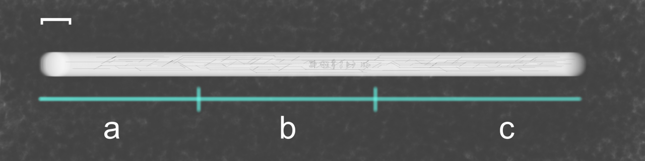 天杖中子CT.png