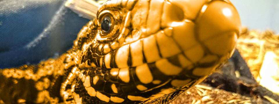 bronzelizard.png