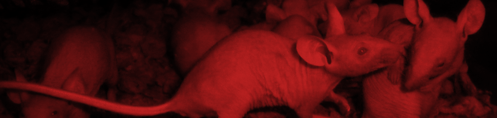 SevenRats.png