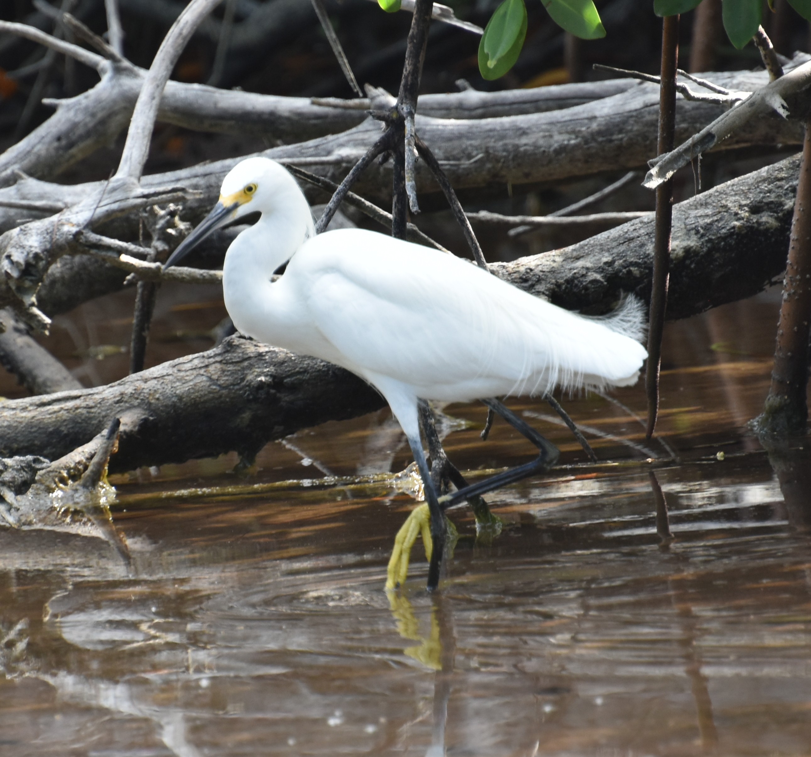 SnowyEgret.JPG