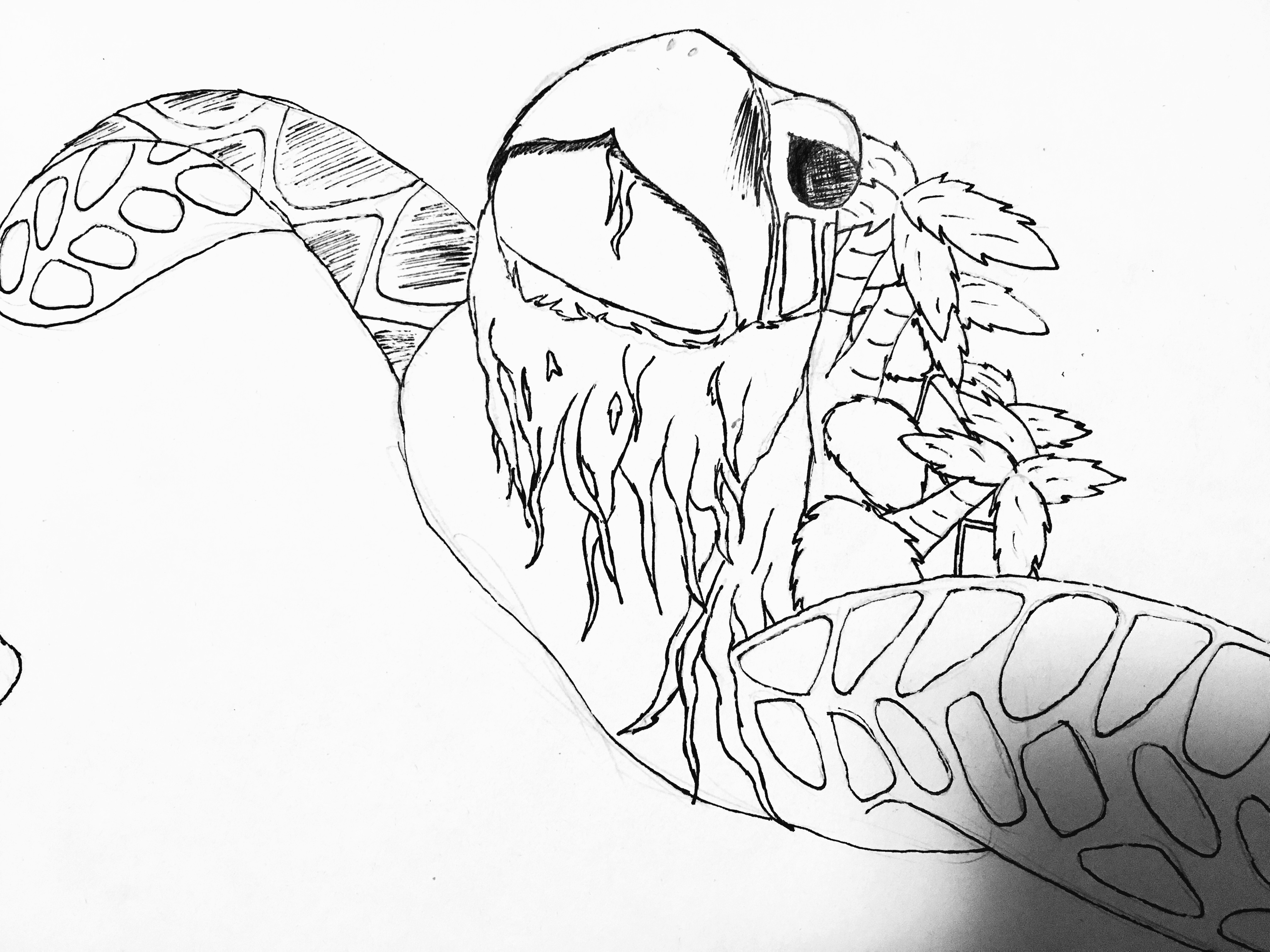 Turtles