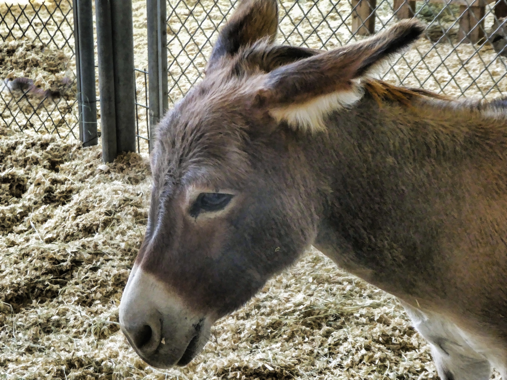 donkey.jpg