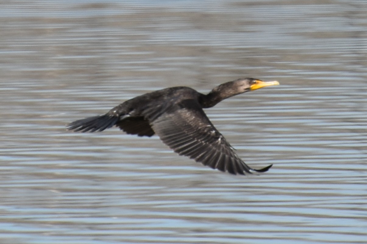 Double-crestedCormorant,Adult.JPG