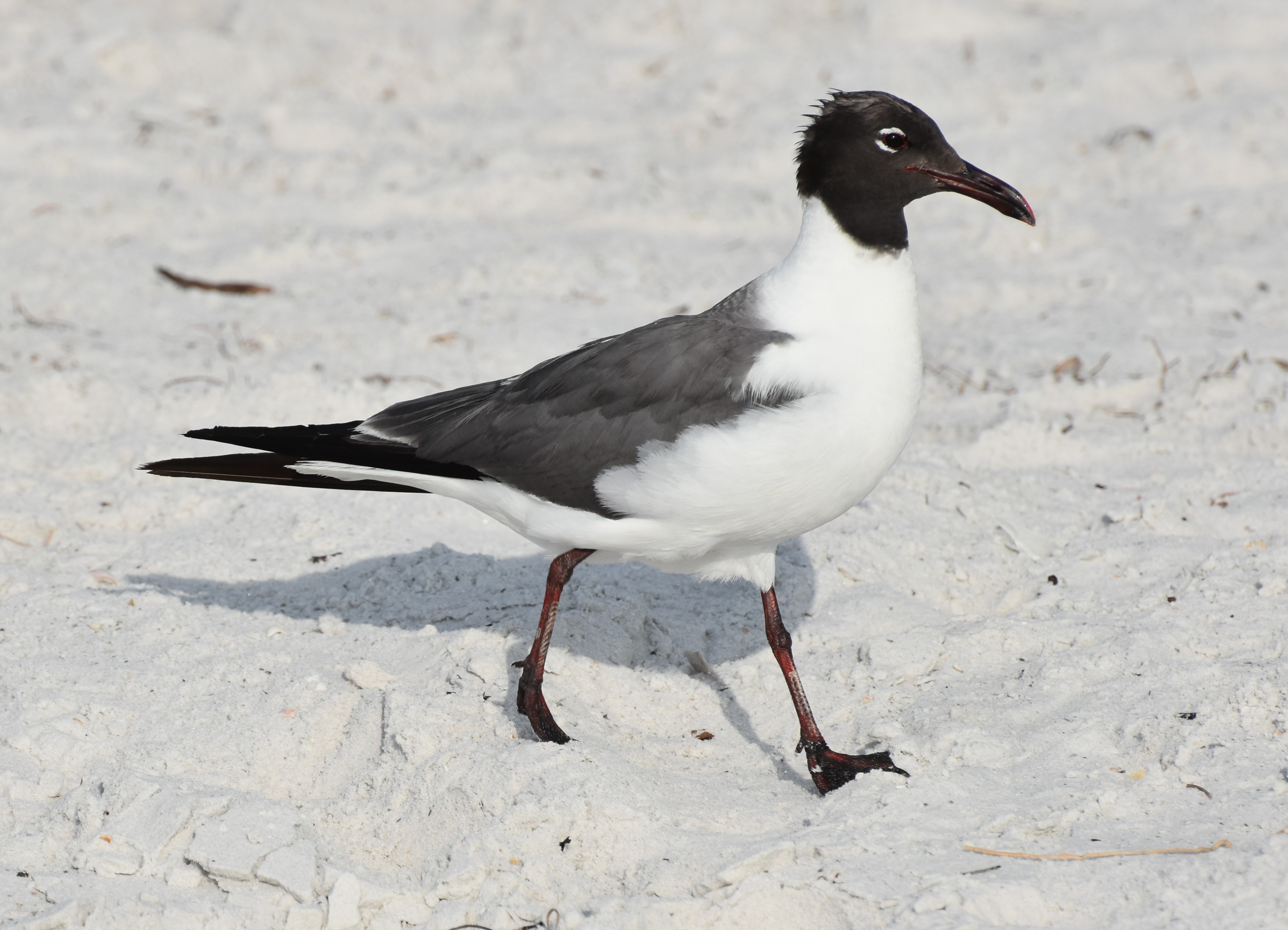 LaughingGull,BreedingAdult.JPG