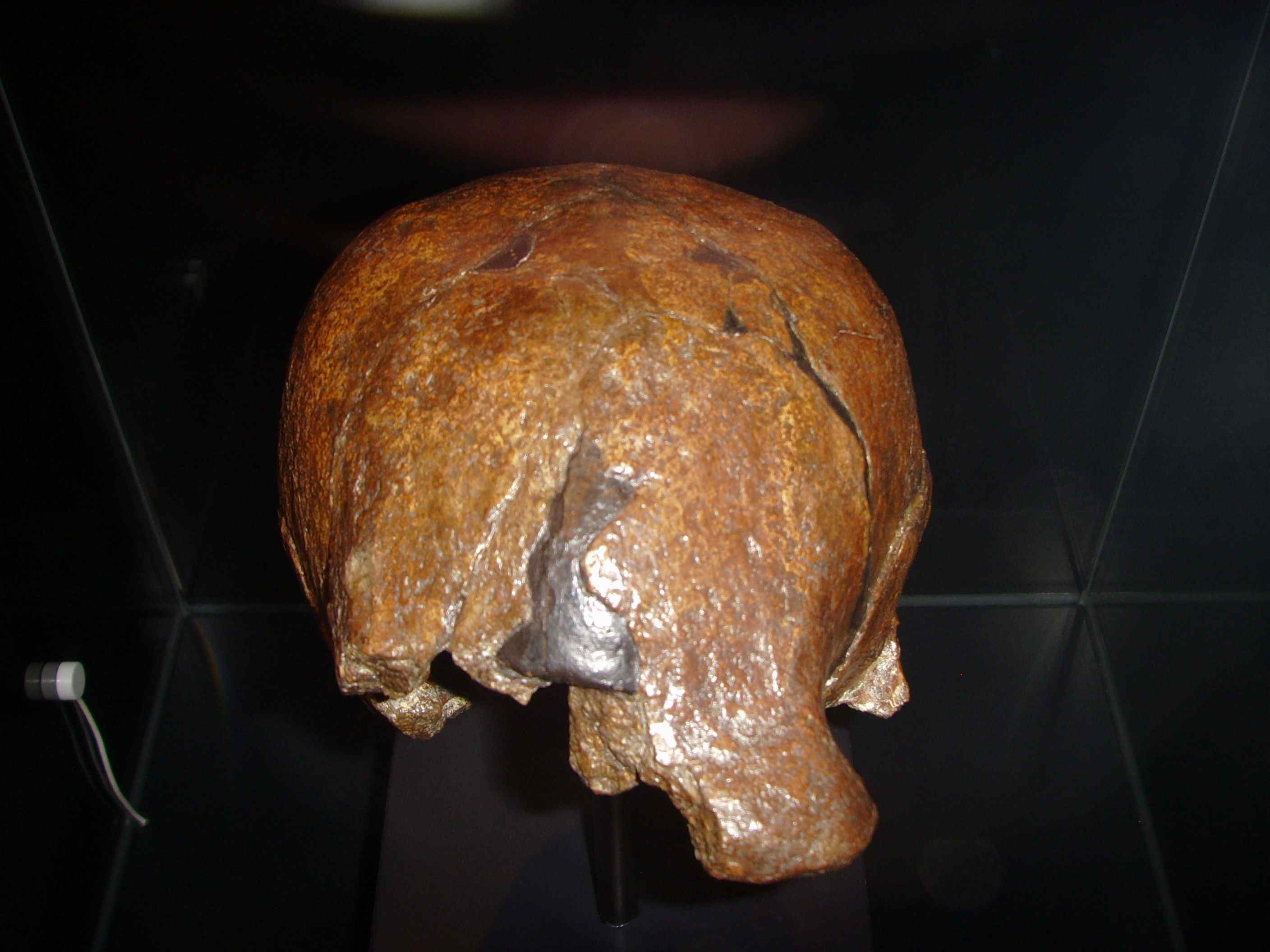Calvaria_Sangiran_II_(B).jpg