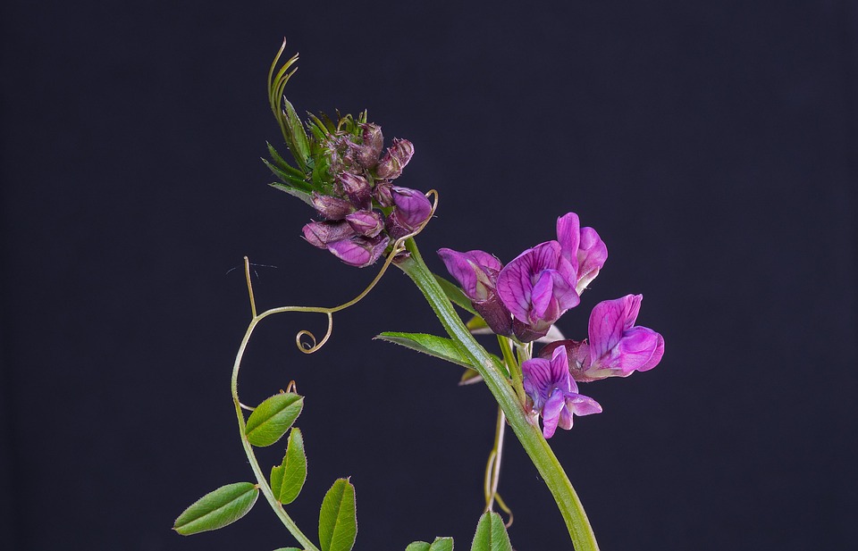 vetch-5143150_960_720.jpg