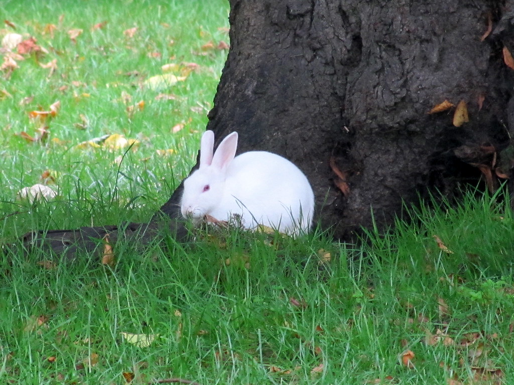 scprabbit.jpg