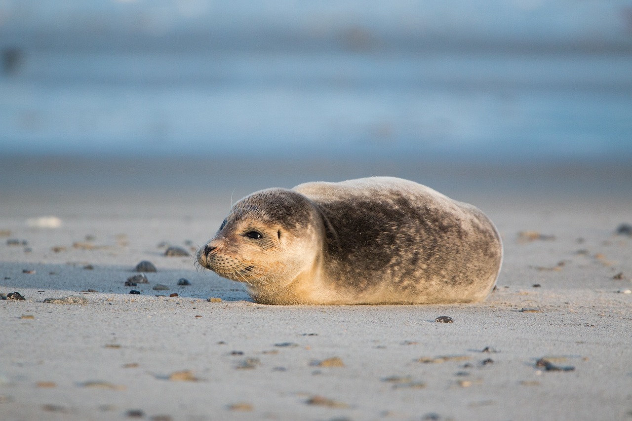 half-seal.jpg
