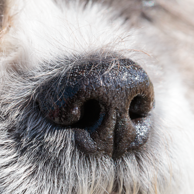 nose.png