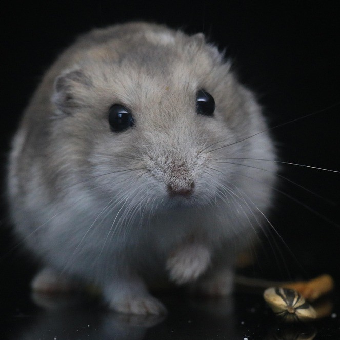 hamster