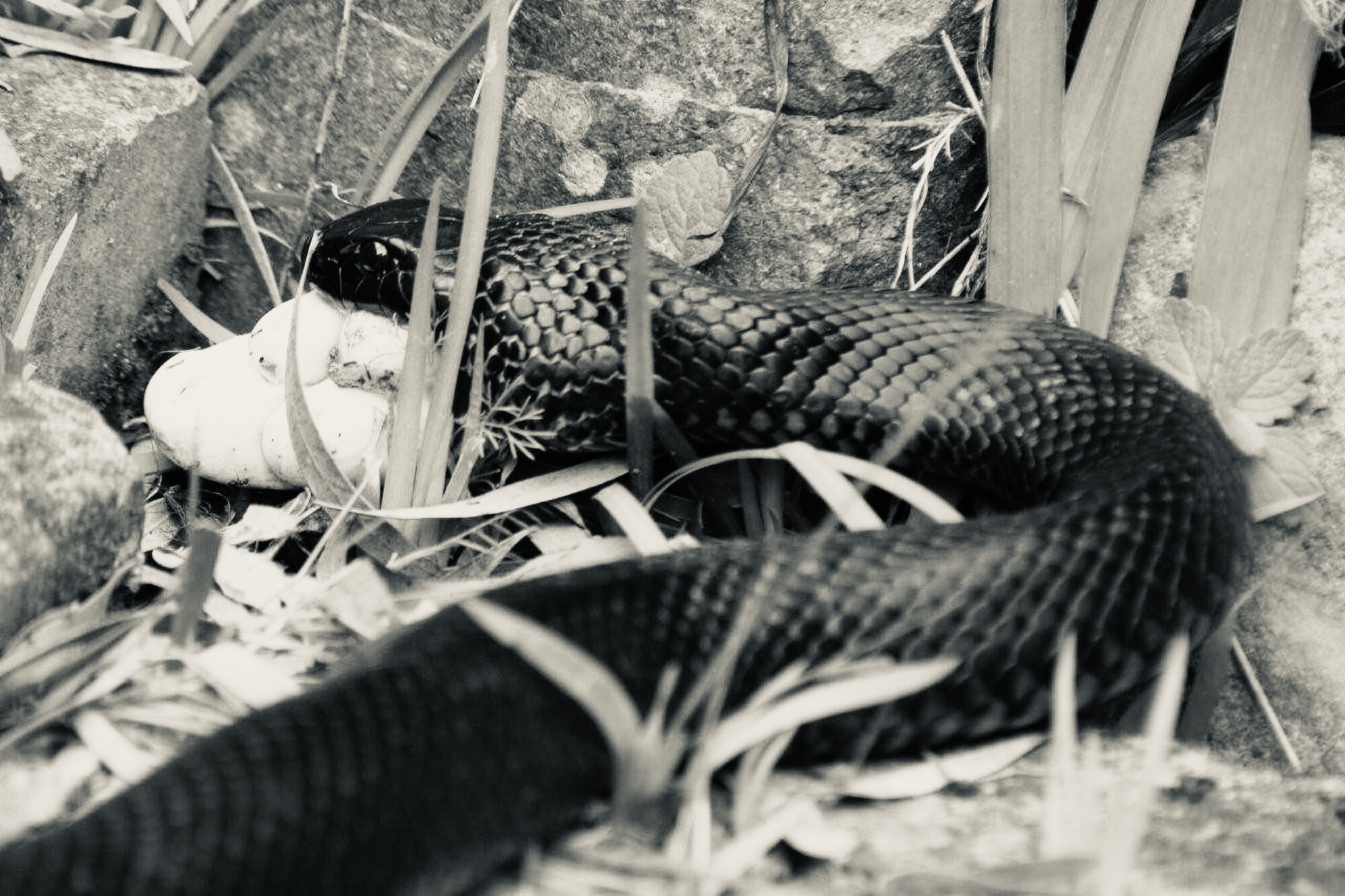 eggsnake.jpeg