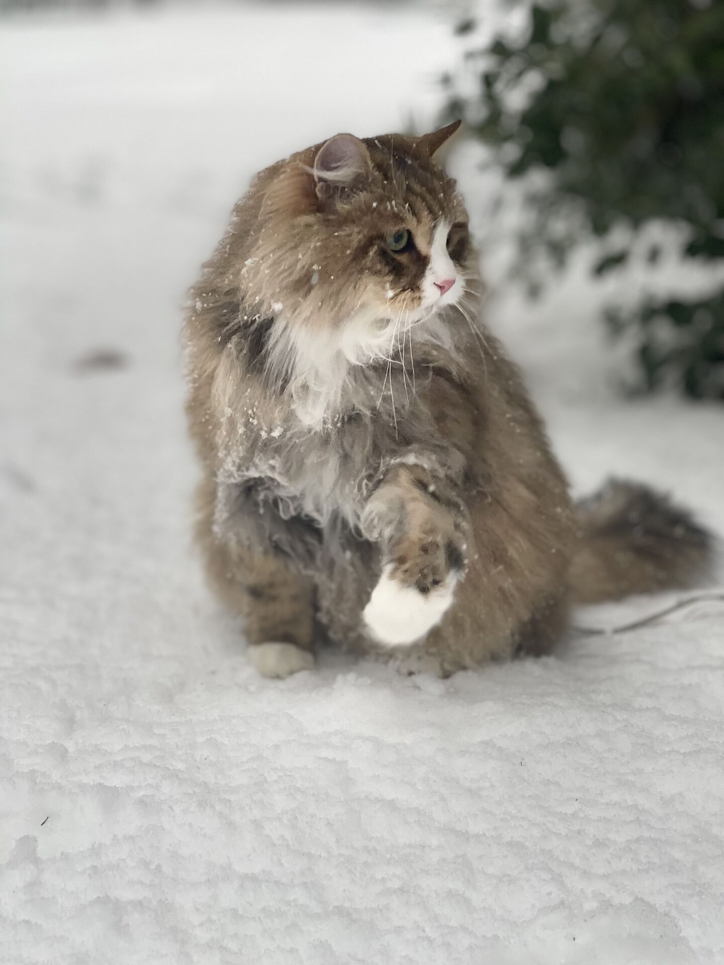 SbrCat.jpg