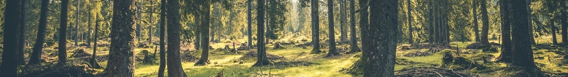 forest.jpeg