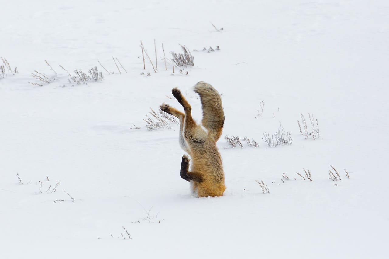 fox.jpg