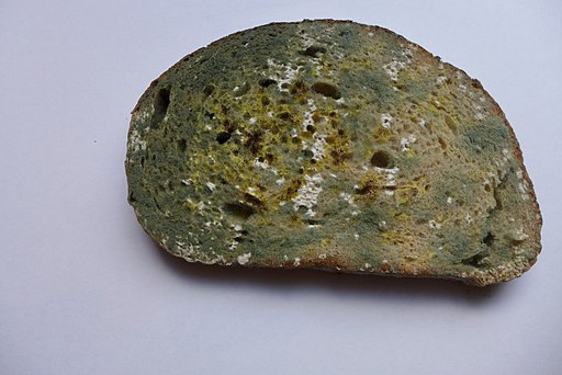 Moldy_bread.jpg