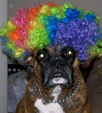 DogInWigCC-2.0.jpg