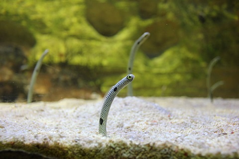 eel1.JPG