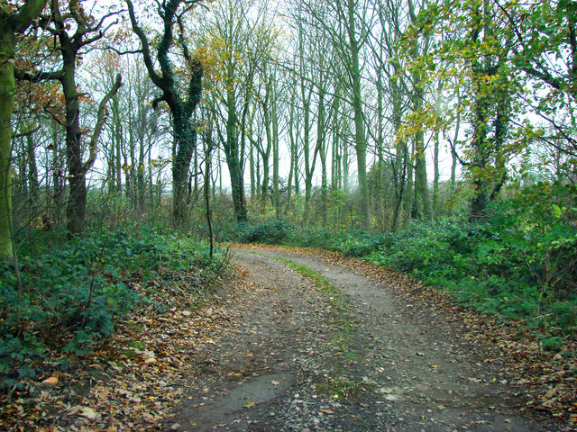 Track_through_the_woods_leading_down_from_Lounds_Hill_-_geograph.org.uk_-_282372.jpg