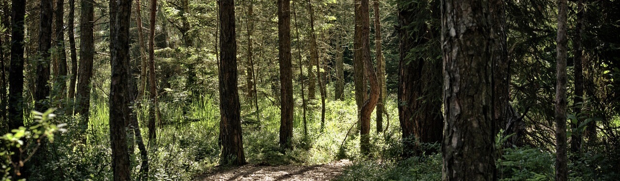 Funky Forest