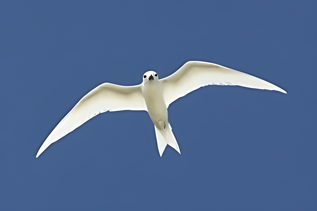 WhiteBird.jpg