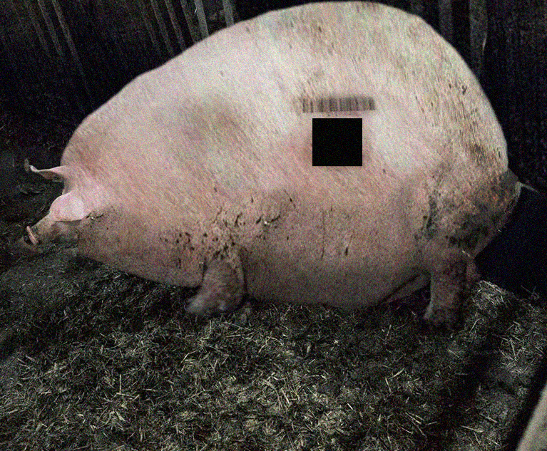 Pig