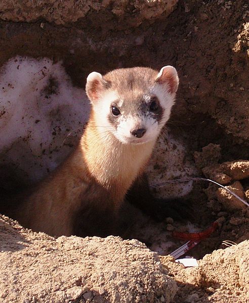 quotetext ferret.jpg