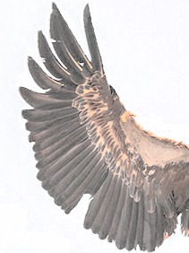 wing