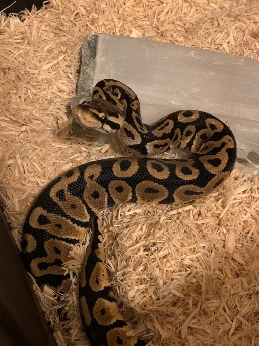sneksneksnek.jpg
