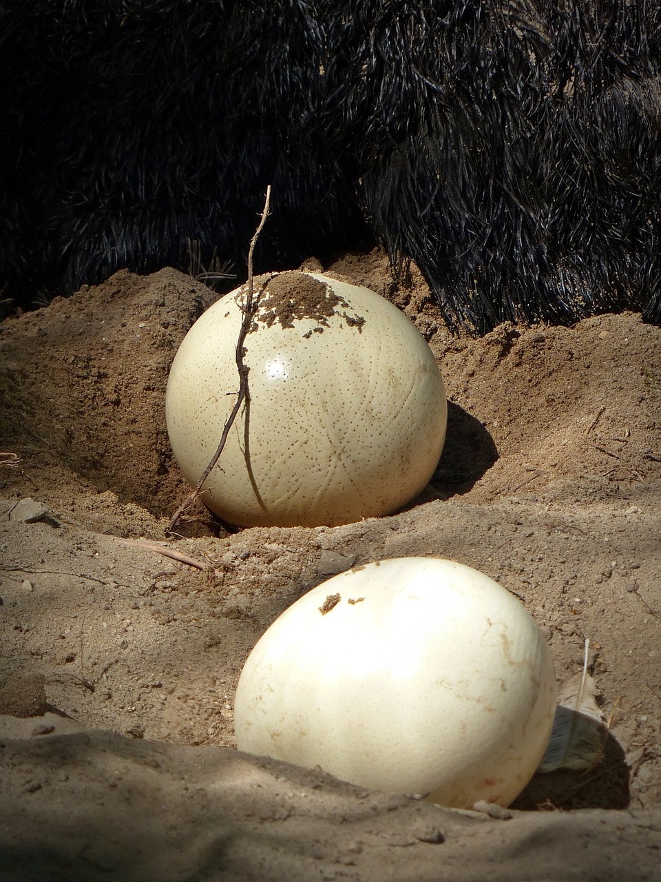 dodo3
