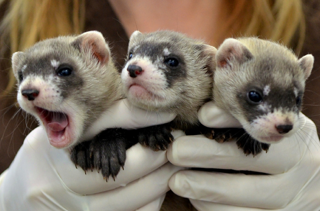 ferrets.jpg
