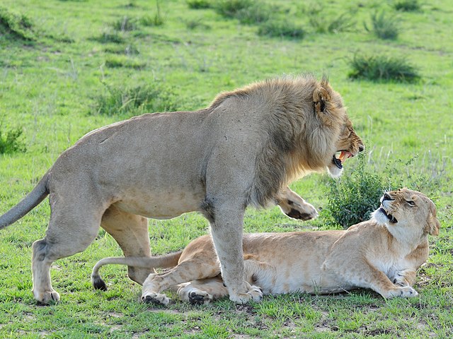 lions.jpg