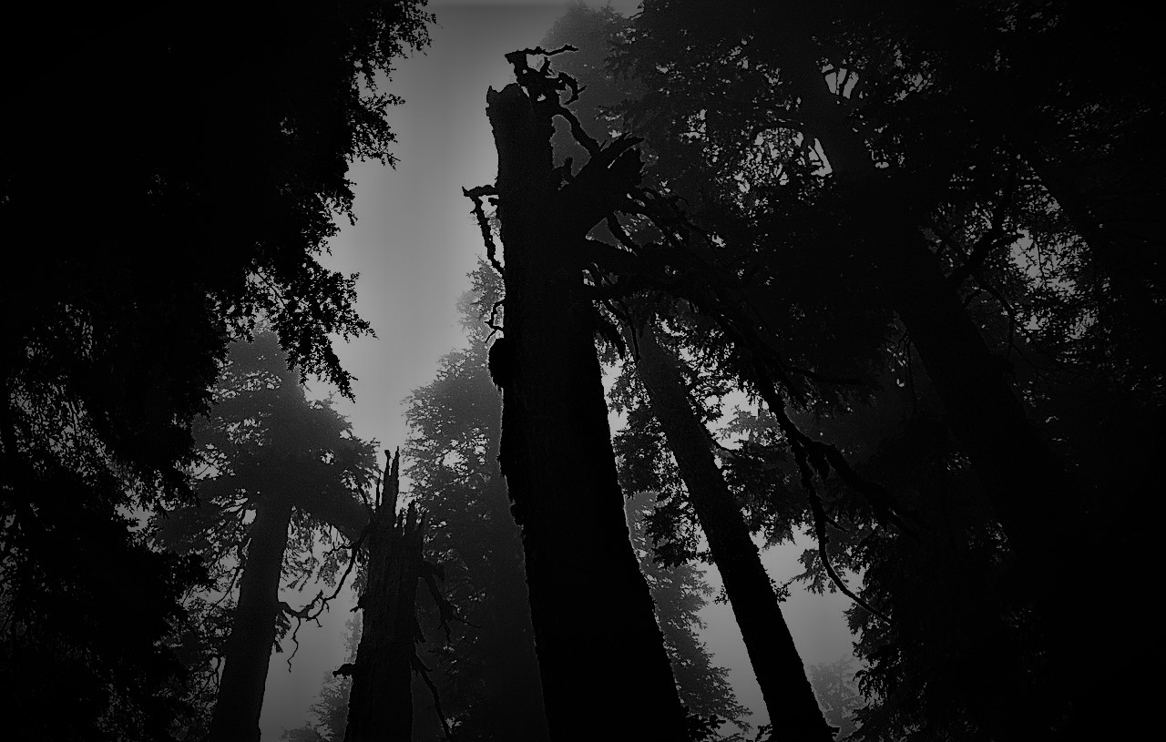 Deadtree.jpg