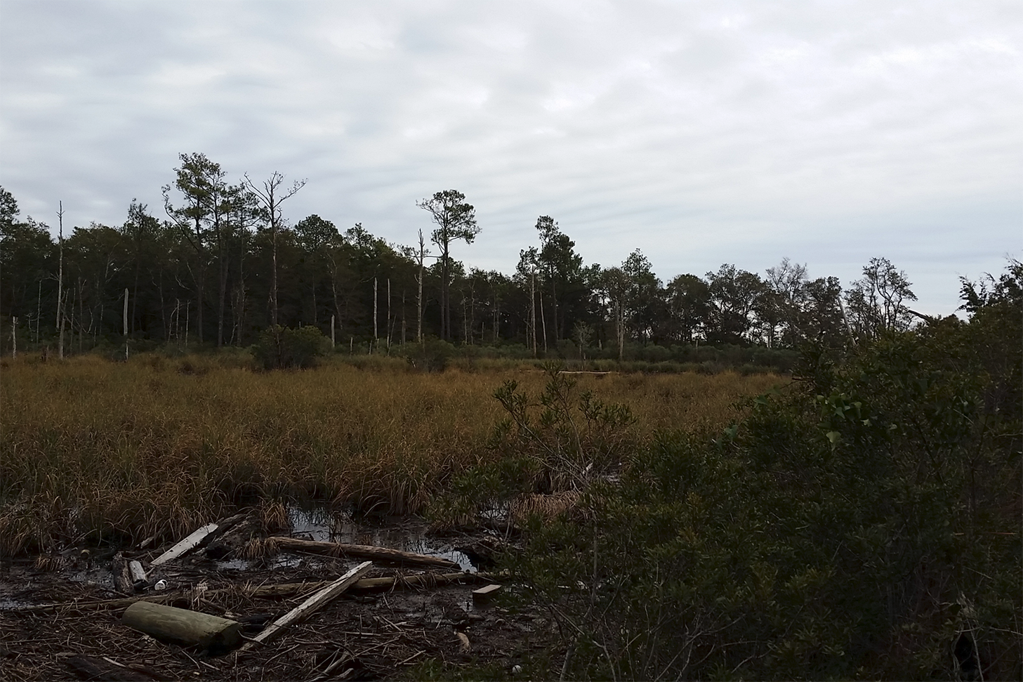 marshland.PNG