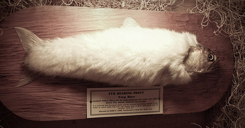 FurBearingTrout