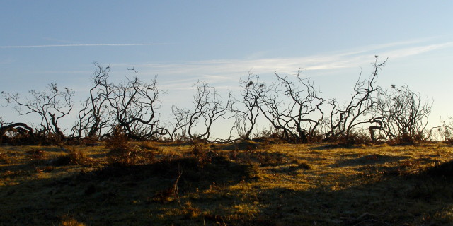 burntsoil.jpg