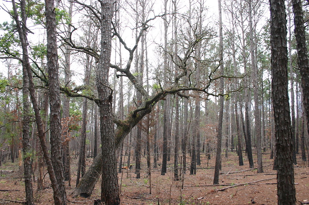 Forest.jpg